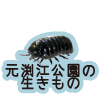 足立区生物園 アメリガザリガニ 足立区生物園 アメリガザリガニ