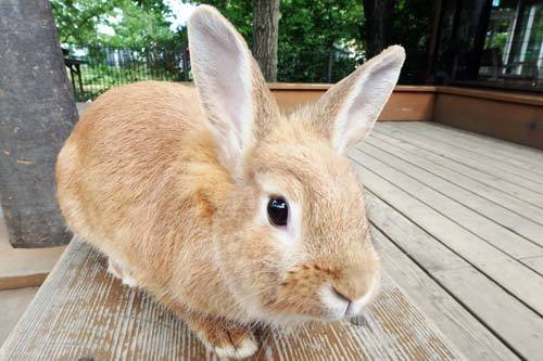 足立区生物園 アナウサギ 足立区生物園 アナウサギ