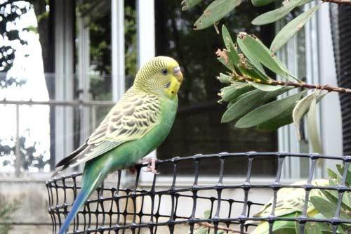 足立区生物園 セキセイインコ 足立区生物園 セキセイインコ
