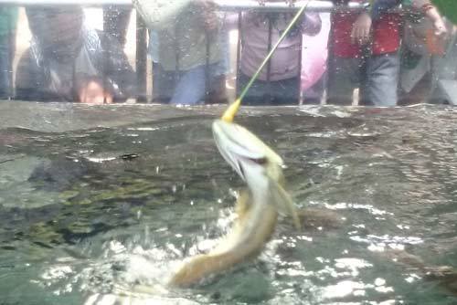 足立区生物園 シルバーアロワナ 足立区生物園 シルバーアロワナ