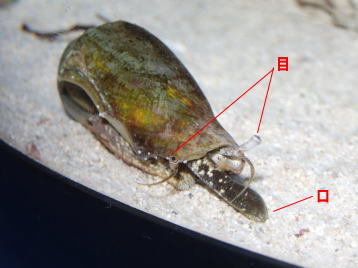 足立区生物園 マガキガイ 足立区生物園 マガキガイ