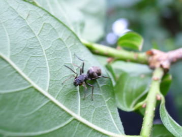 足立区生物園 アリグモ 足立区生物園 アリグモ