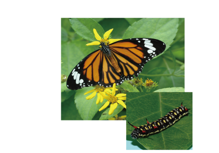 足立区生物園 スジグロカバマダラ 足立区生物園 スジグロカバマダラ