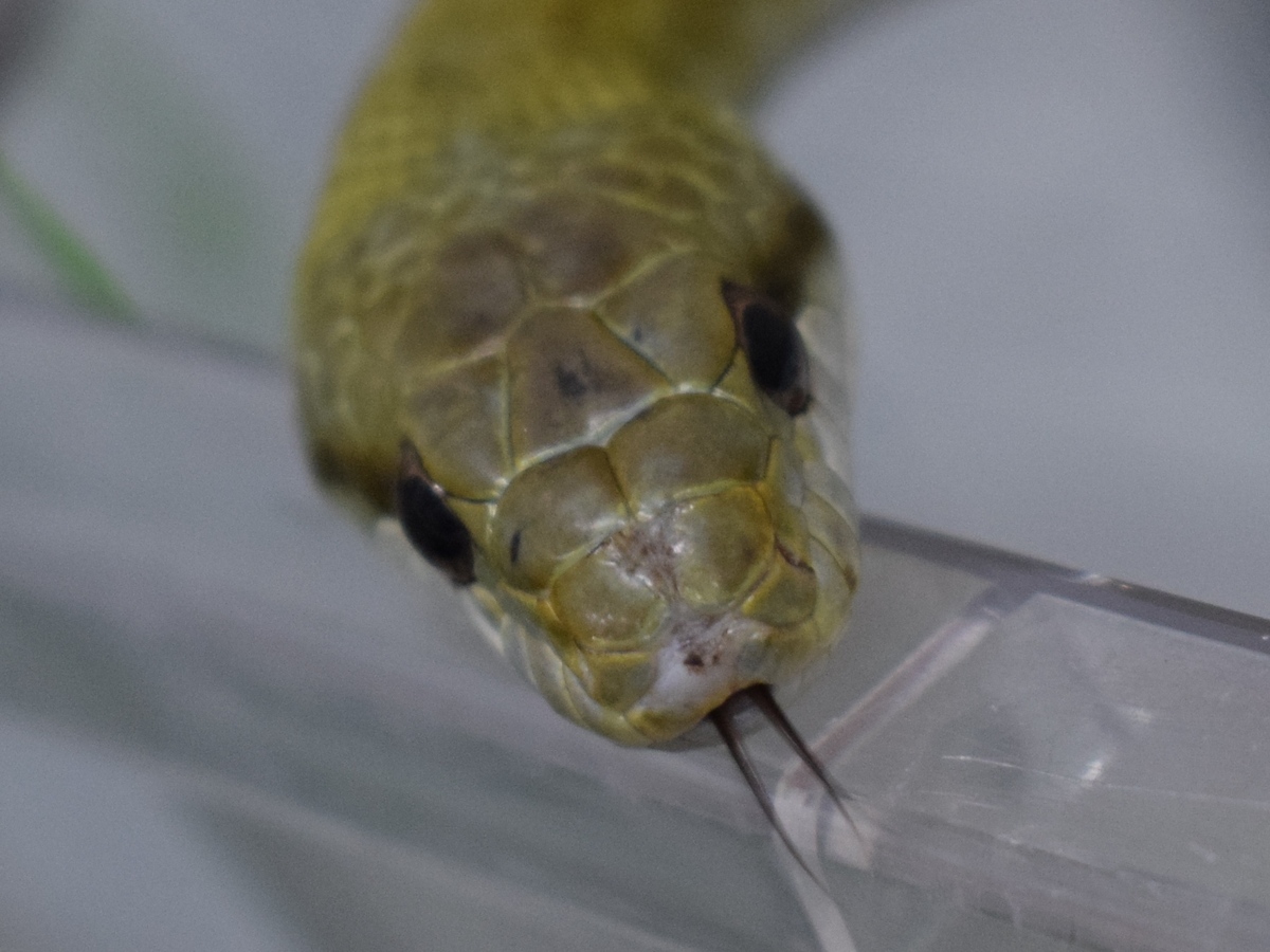 足立区生物園 アオダイショウ 足立区生物園 アオダイショウ
