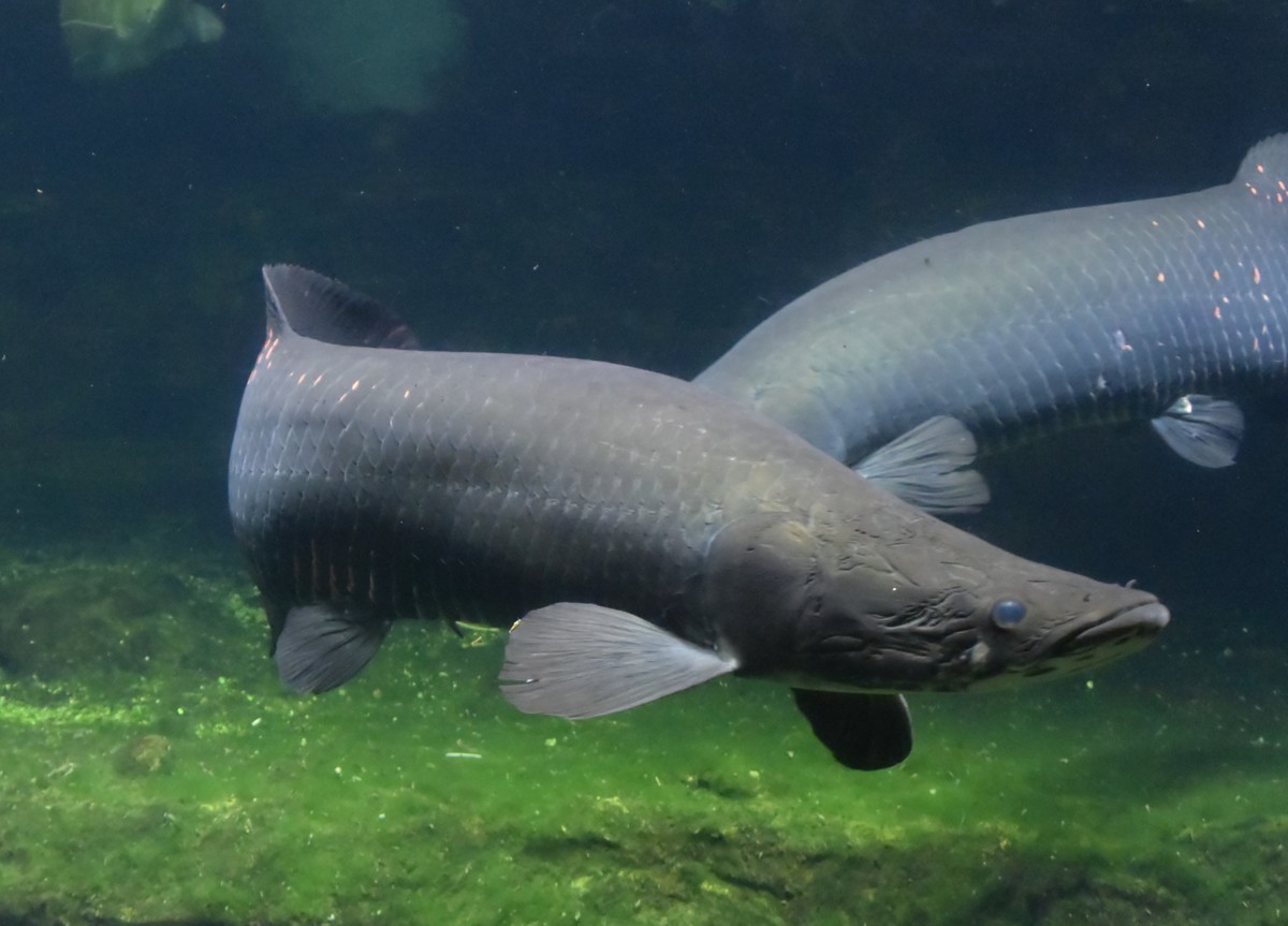 足立区生物園 ピラルクー