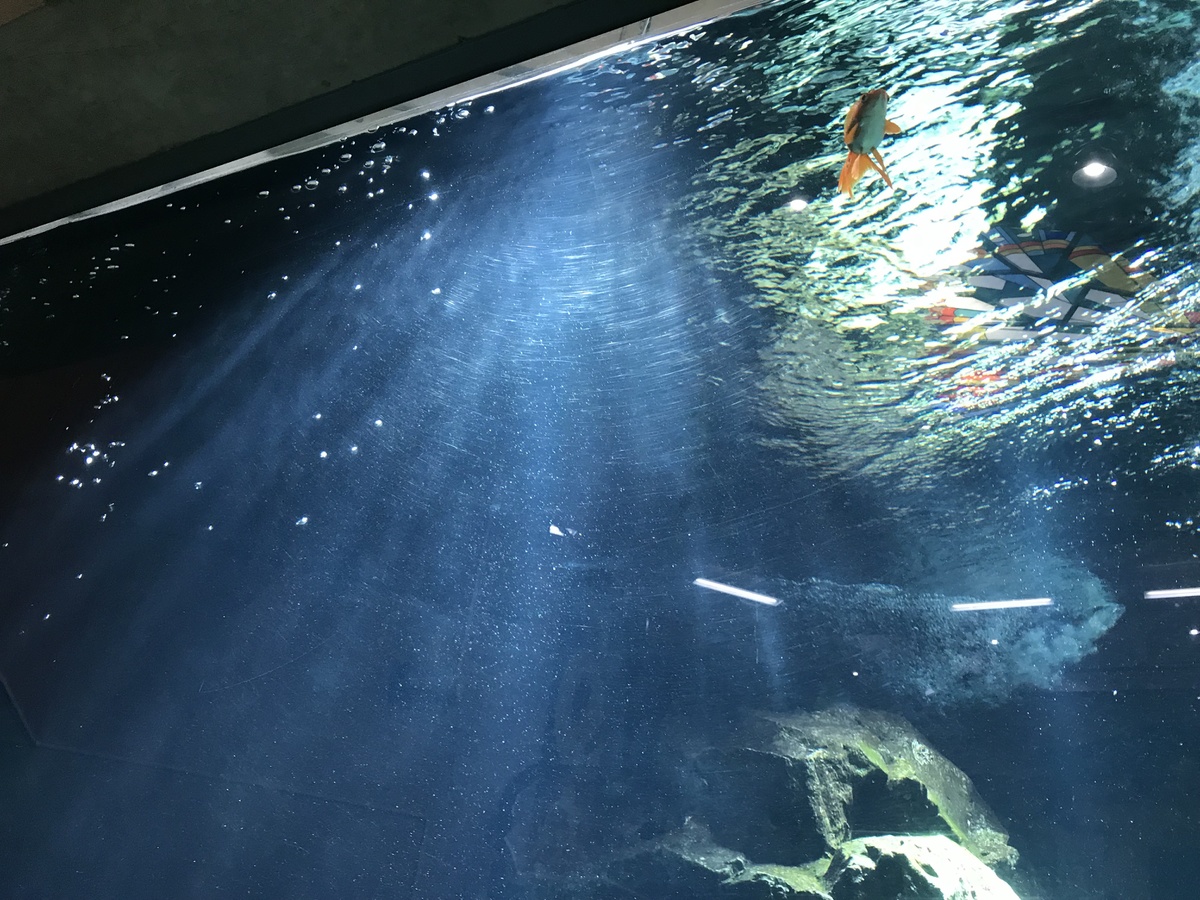 足立区生物園 平成31年1月 解説員のひとりごと 足立区生物園 平成31年1月 解説員のひとりごと