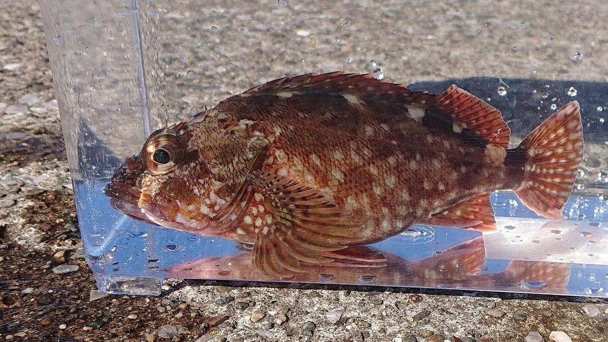 足立区生物園 平成31年2月 解説員のひとりごと 足立区生物園 平成31年2月 解説員のひとりごと