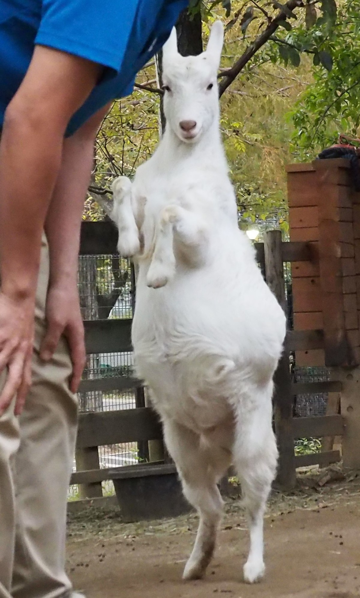 足立区生物園 シバヤギ 足立区生物園 シバヤギ