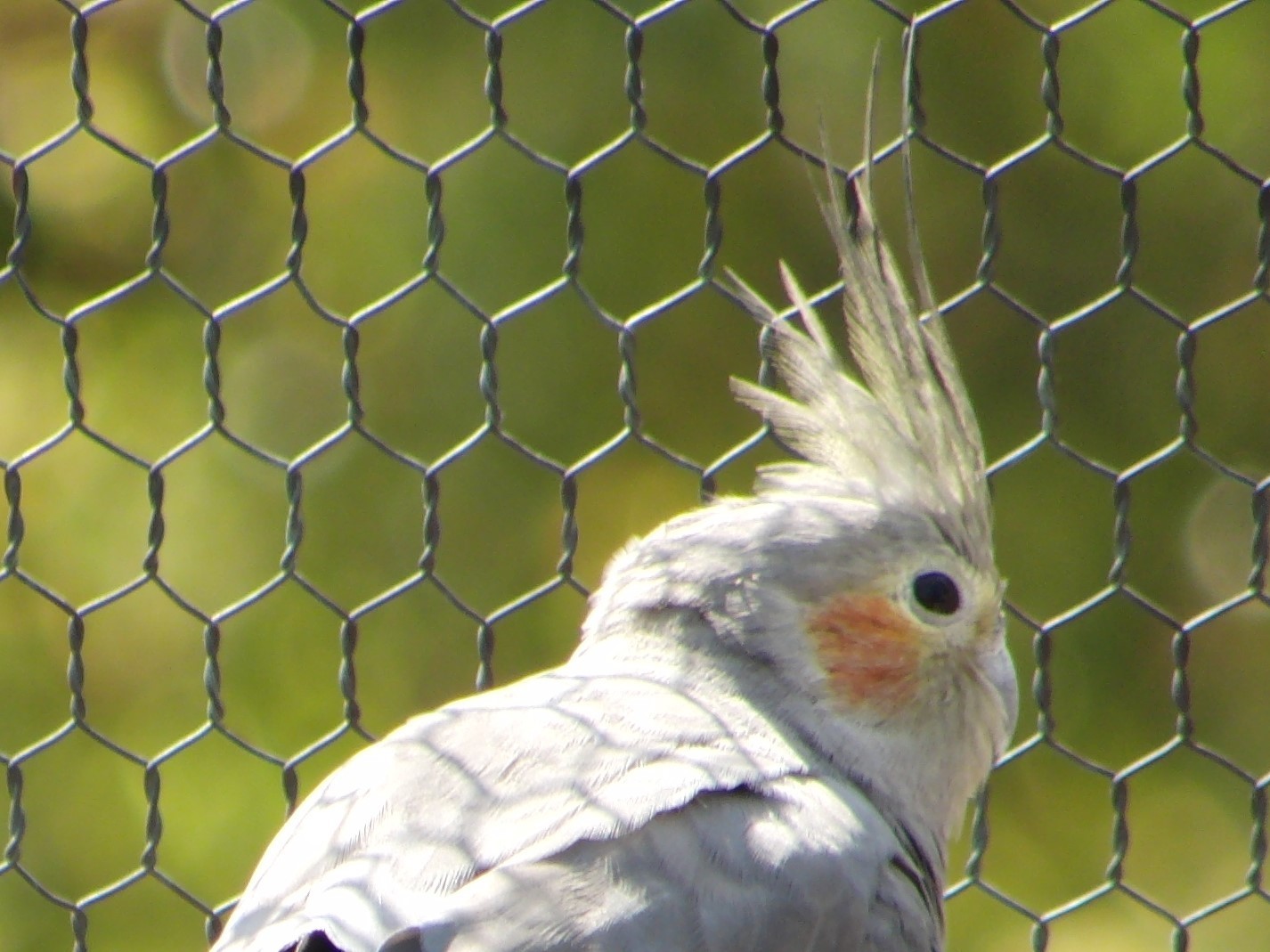 足立区生物園 オカメインコ 足立区生物園 オカメインコ