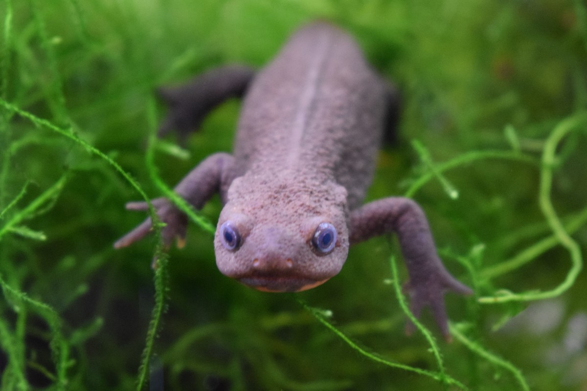 足立区生物園 アカハライモリ 足立区生物園 アカハライモリ
