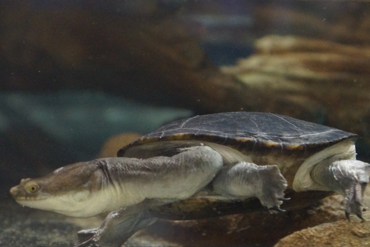 足立区生物園 チリメンナガクビガメ 足立区生物園 チリメンナガクビガメ