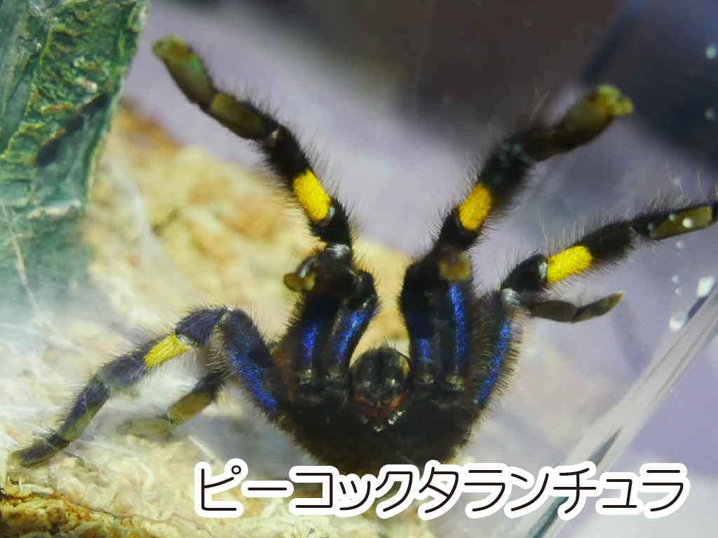 足立区生物園 19年4月 解説員のひとりごと 足立区生物園 19年4月 解説員のひとりごと