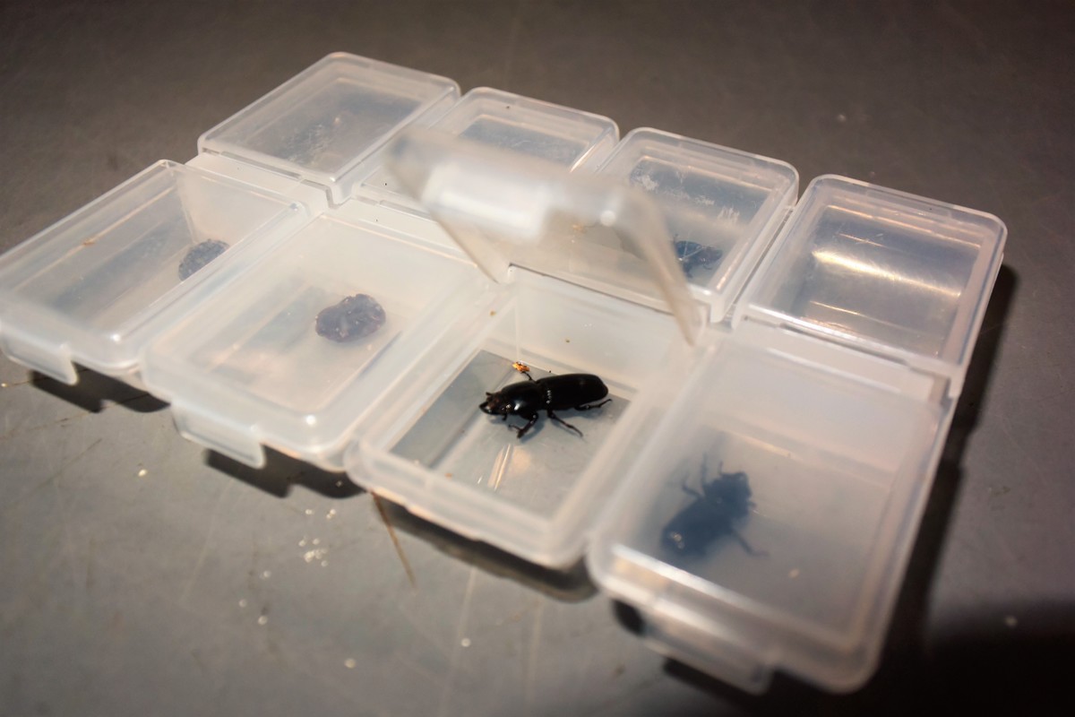 足立区生物園 19年5月 解説員のひとりごと 足立区生物園 19年5月 解説員のひとりごと