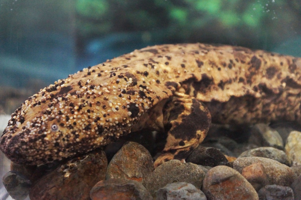 足立区生物園 オオサンショウウオ 足立区生物園 オオサンショウウオ