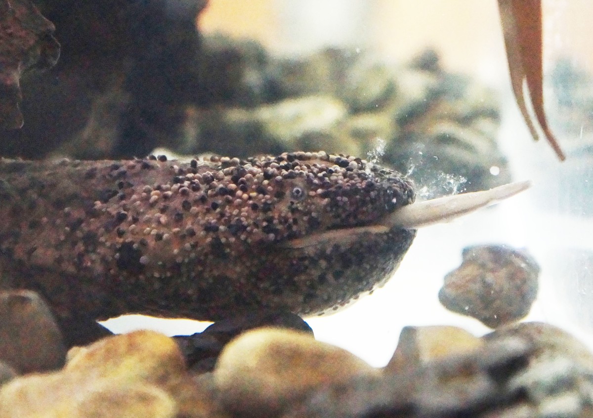 足立区生物園 オオサンショウウオ