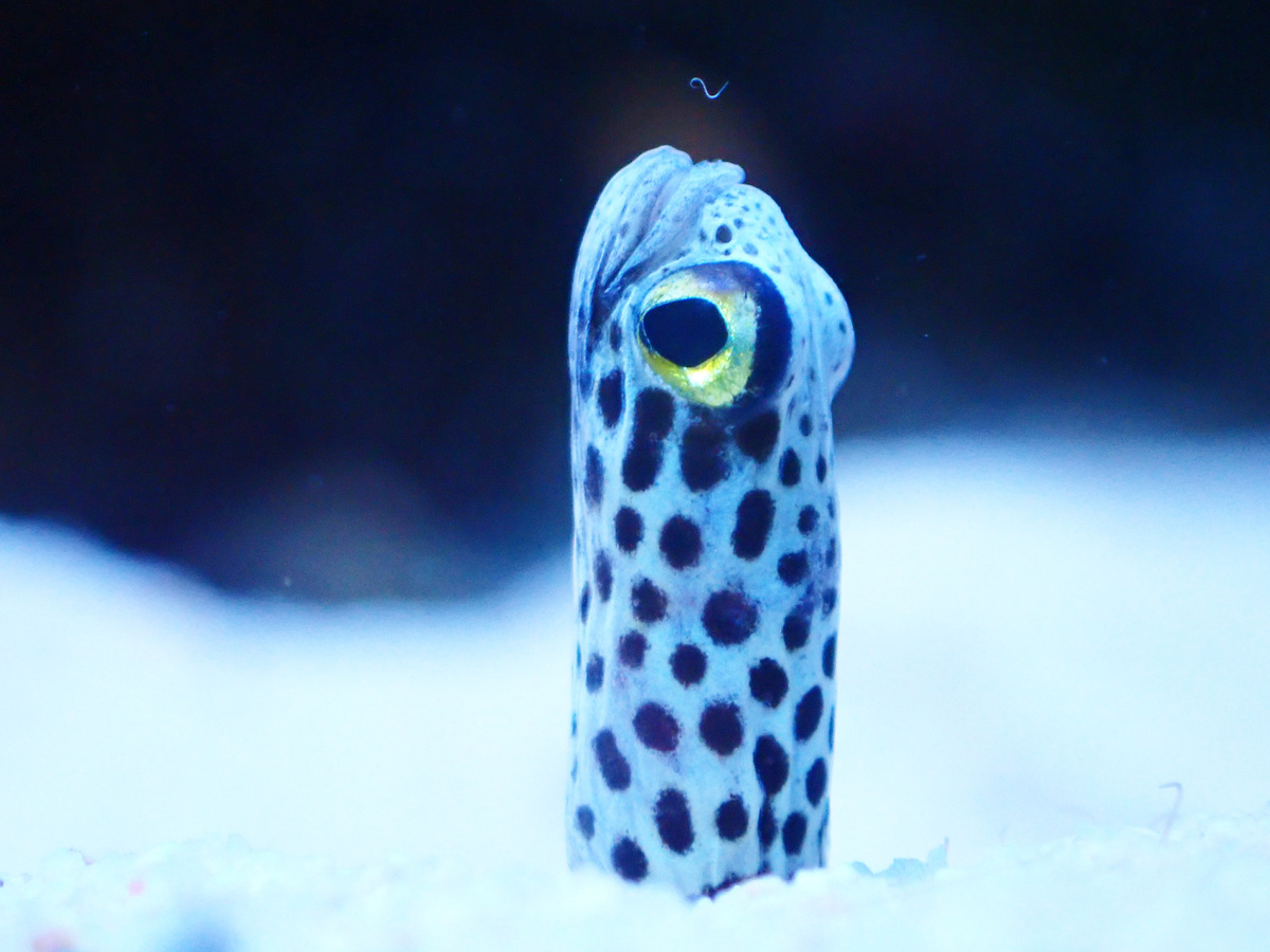 足立区生物園 チンアナゴ 足立区生物園 チンアナゴ