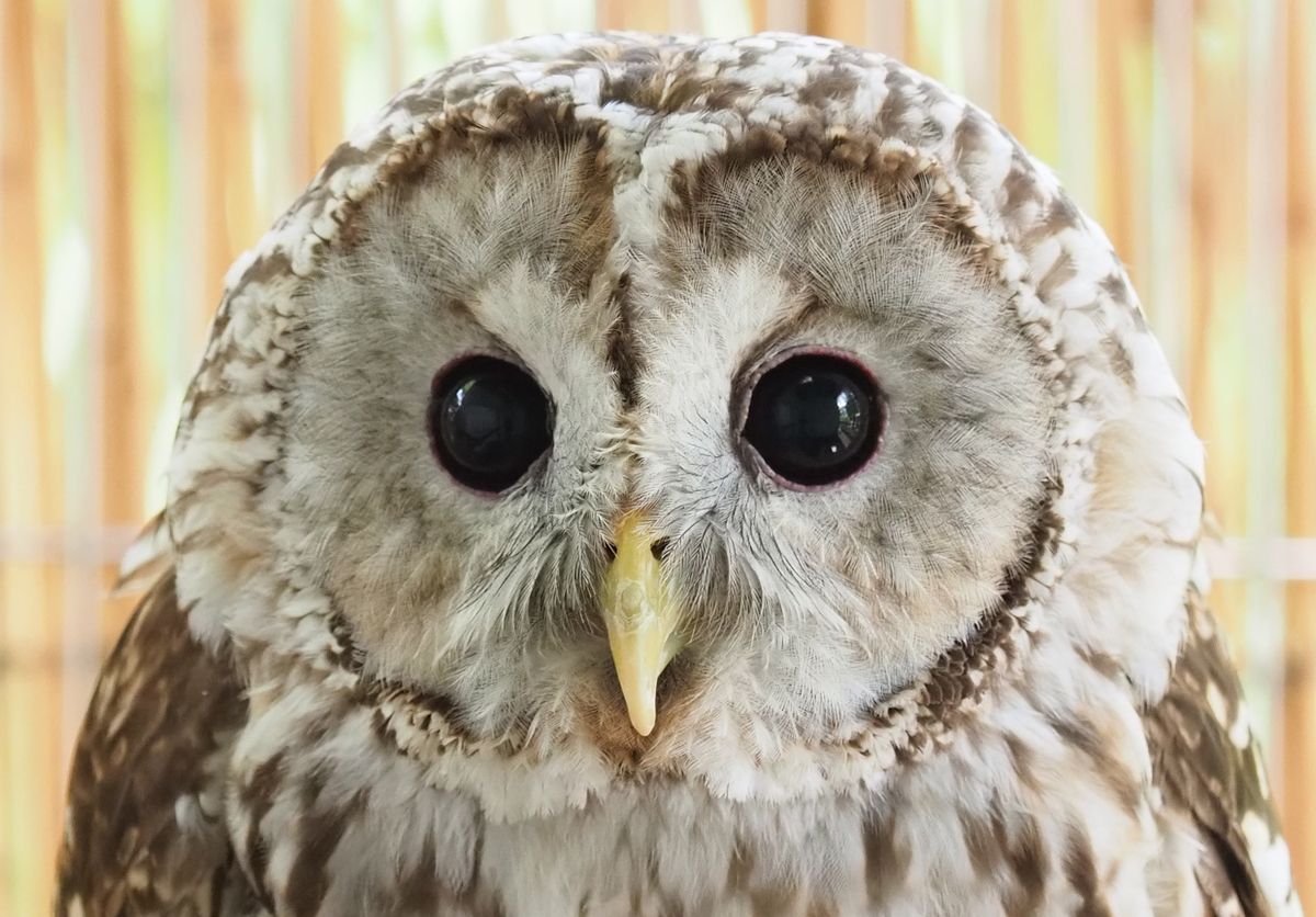 足立区生物園 ホンドフクロウ 足立区生物園 ホンドフクロウ