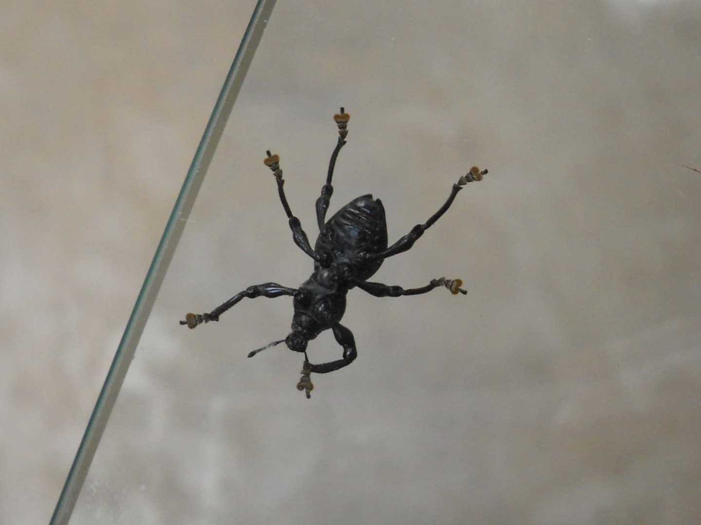 【足立区生物園】クロカタゾウムシ 【足立区生物園】クロカタゾウムシ