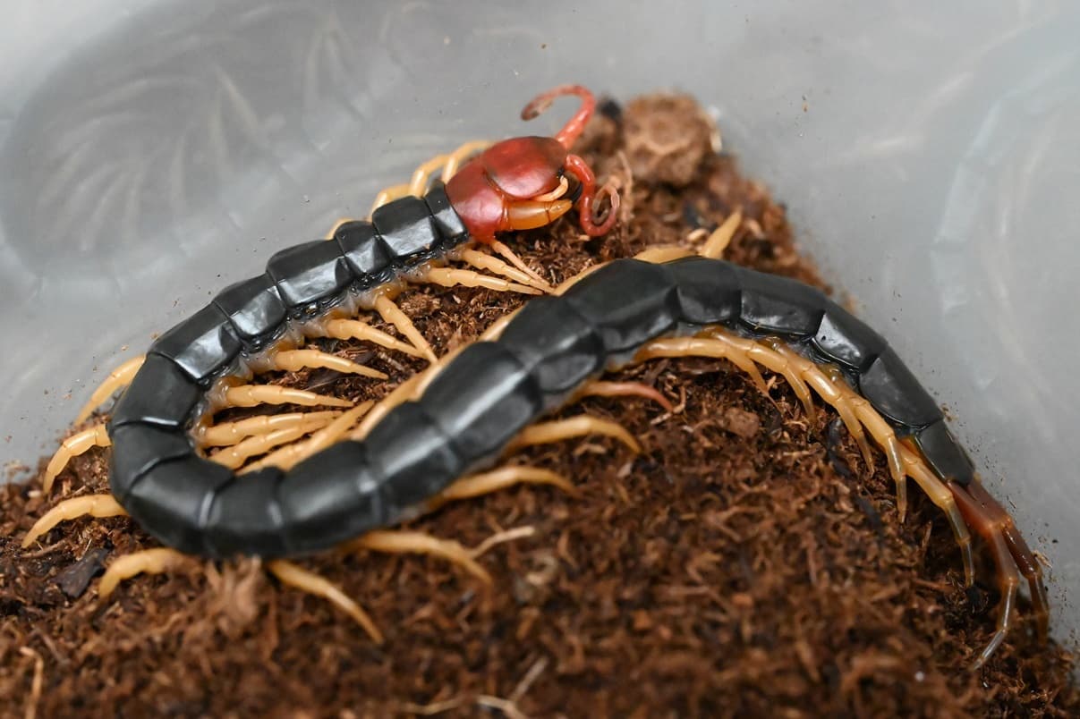 鳶頭 粋な江戸火消し◇新門辰五郎 浴衣◇検索江戸消防扇子鳥越神輿千社札納札半纏法被鳶頭手ぬぐい雷門扇子浅草三社祭神田祭と組政五郎まといの落札情報詳細 - Yahoo!オークション落札価格検索 オークフリー