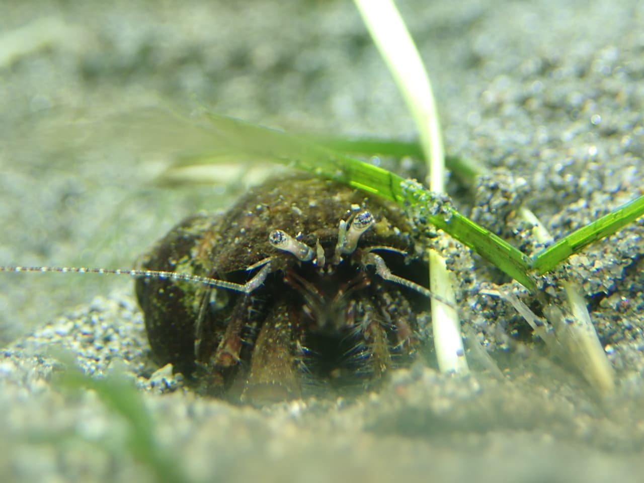 ユビナガホンヤドカリ正面