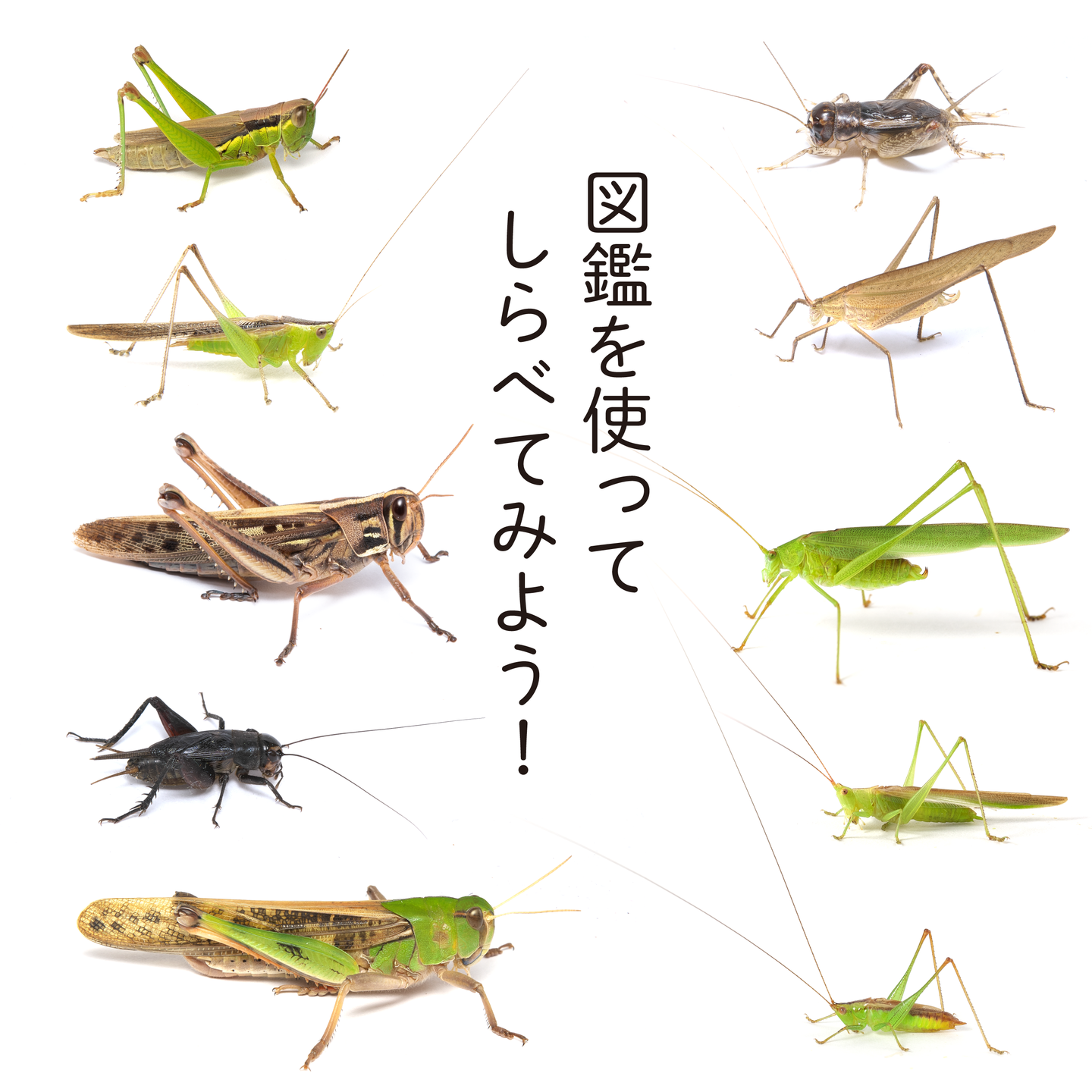 図鑑を使って調べてみよう！