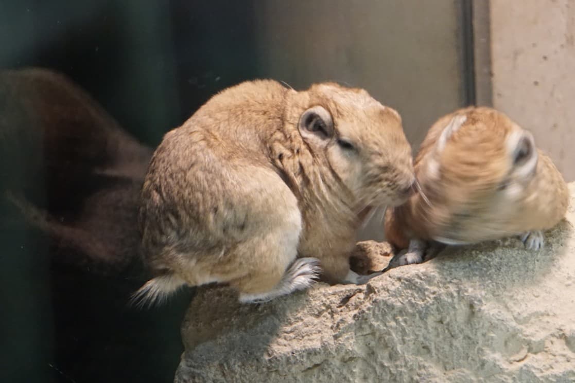 足立 区 生物 園
