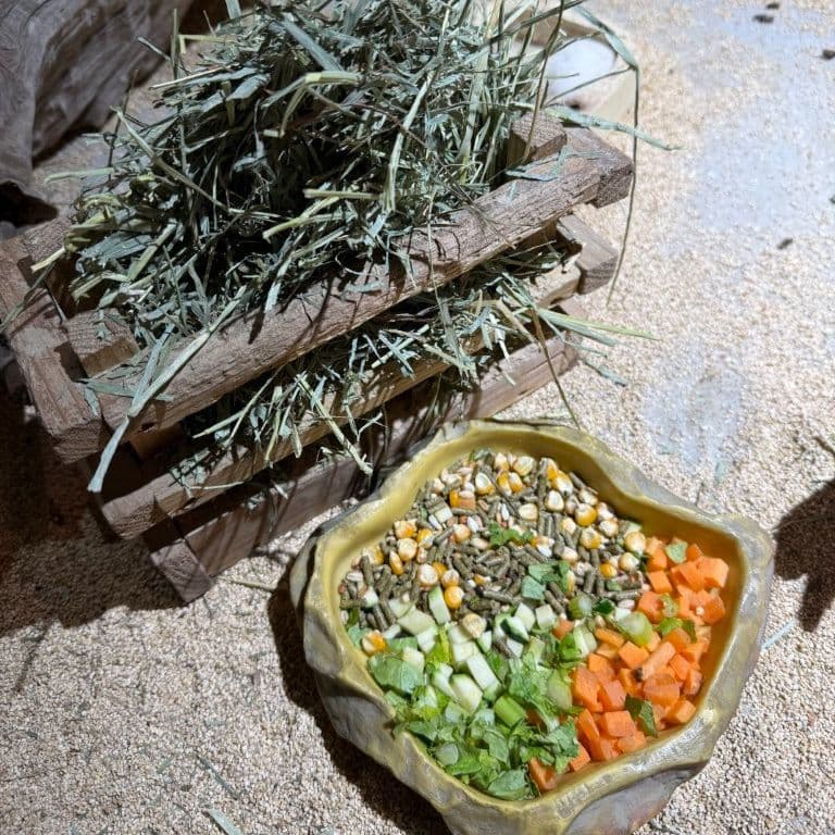 グンディのごはん