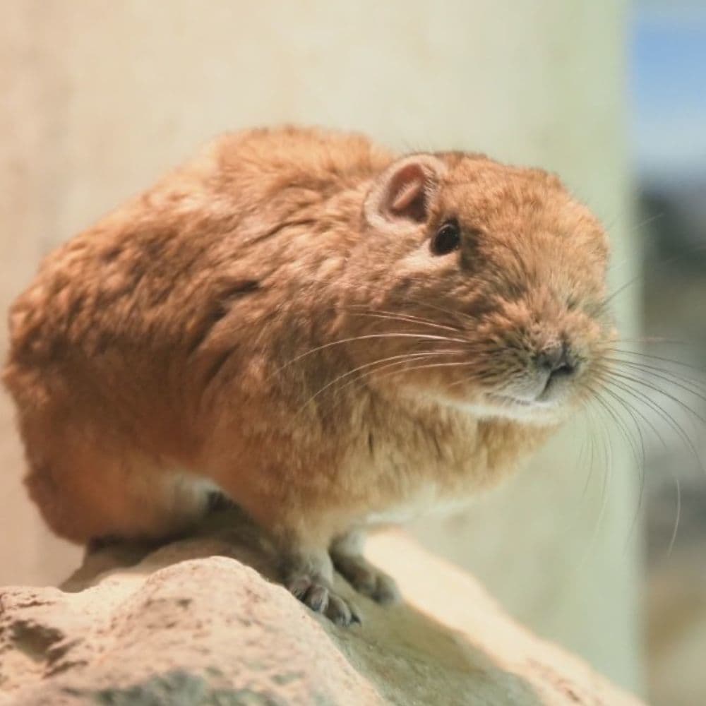 監視するグンディ