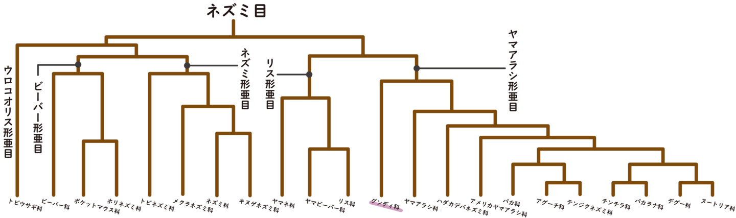 ネズミ目の系統樹