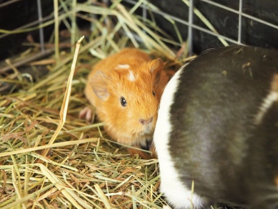 生後1日目のモルモットの赤ちゃん