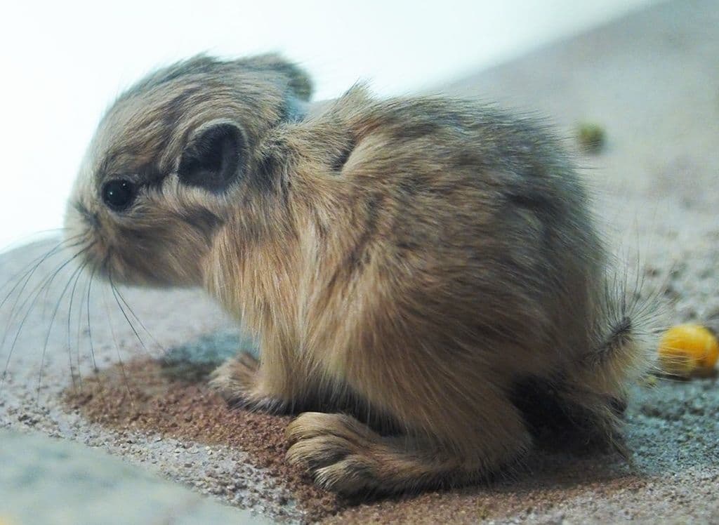 生後1日目のグンディの赤ちゃん