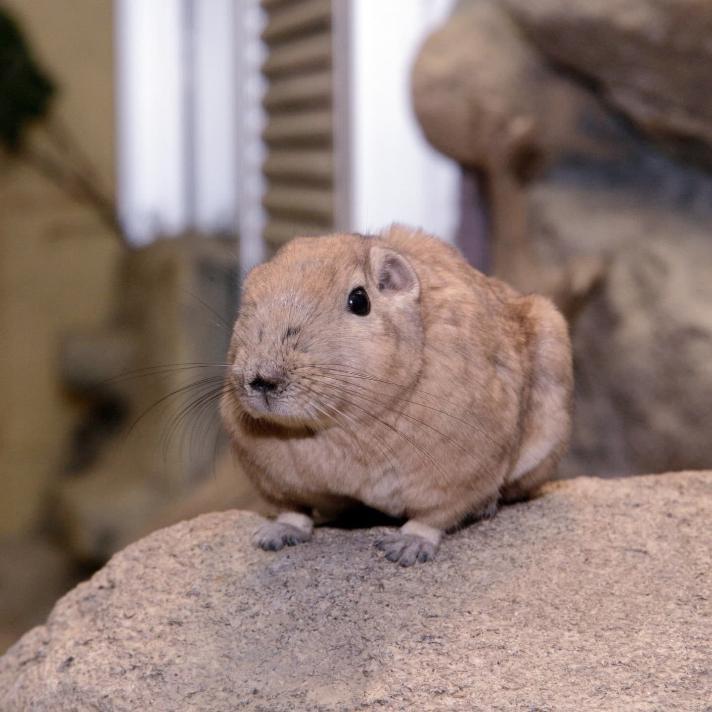 グンディ（撮影場所：足立区生物園）