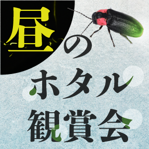 昼のホタル観賞会