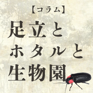 コラム：足立とホタルと生物園