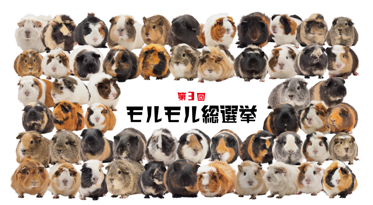 第三回モルモル総選挙