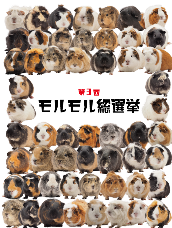 第三回モルモル総選挙