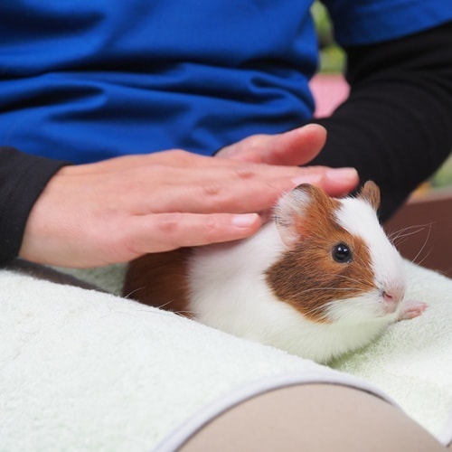 馴致中のモルモット