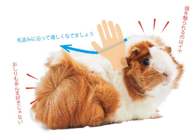 モルモットの正しい触り方・毛並みに沿って優しく触りましょう