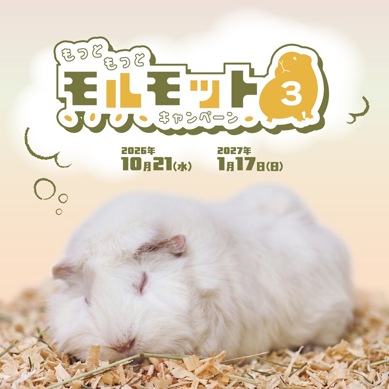 もっともっとモルモットキャンペーン３