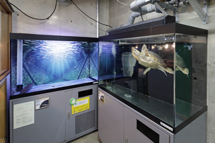 生物園内地下展示室の写真