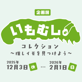 企画展イモムシコレクションの画像