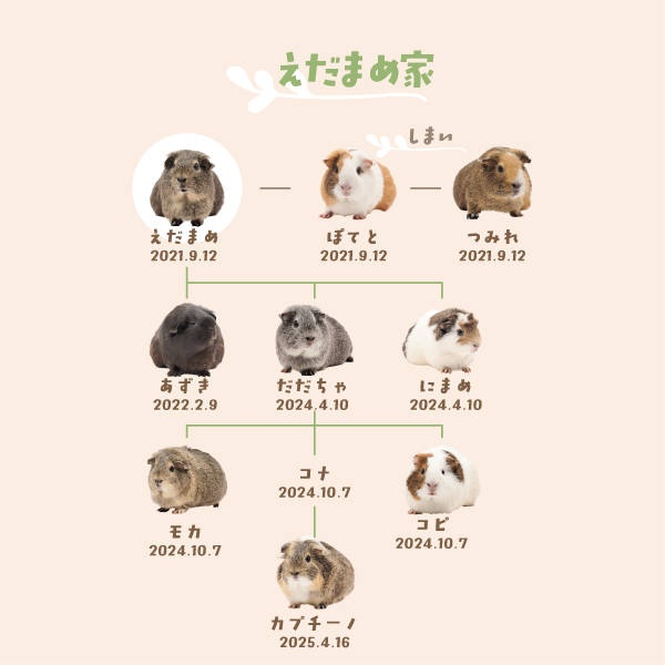 えだまめ家