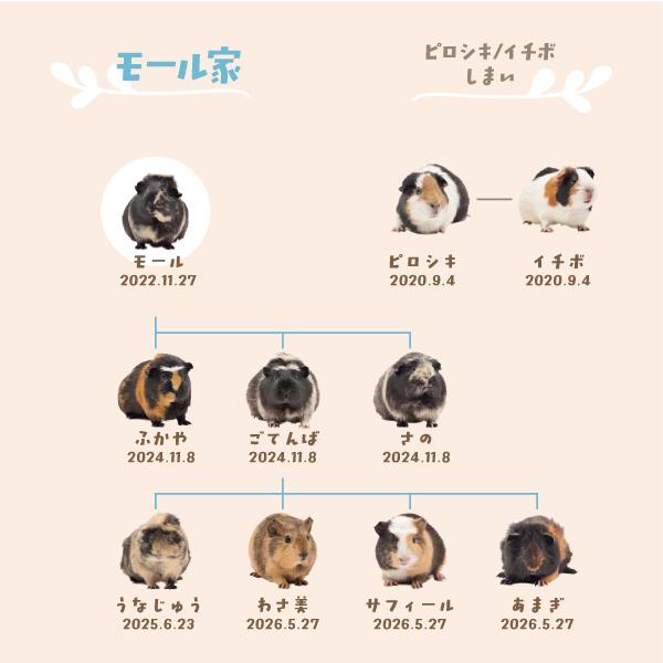 モール家