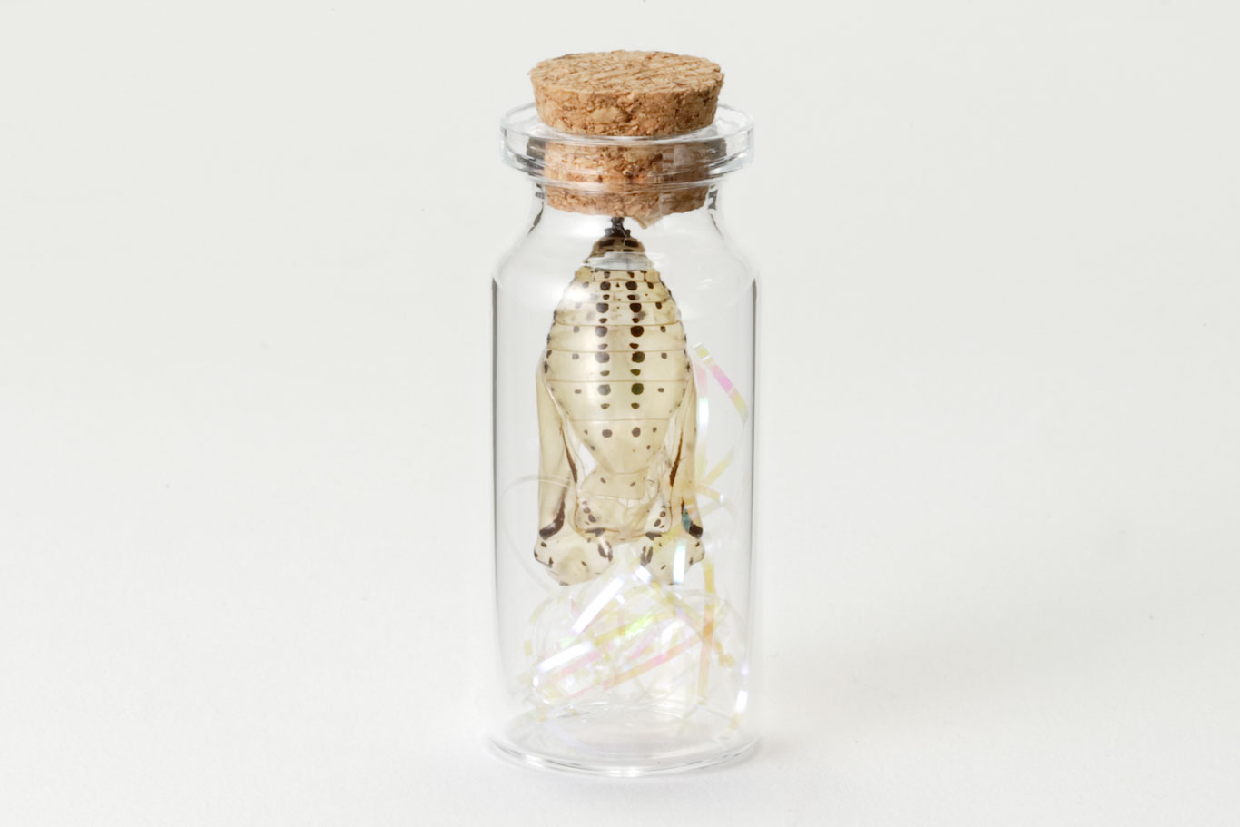 生物園オンラインショップ商品の画像