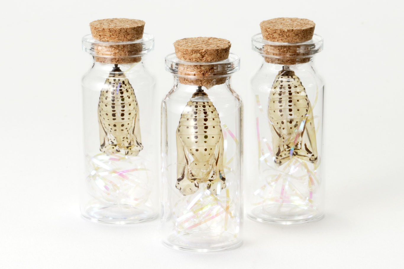 生物園オンラインショップ商品の画像