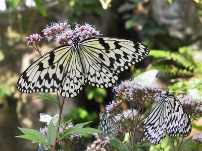 生物園オンラインショップ商品の画像