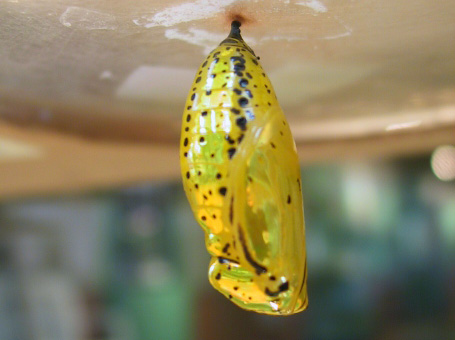 生物園オンラインショップ商品の画像