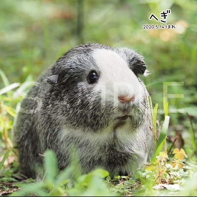 生物園オンラインショップ商品の画像