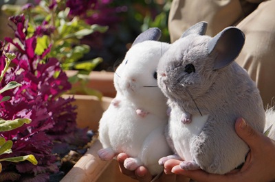 生物園オンラインショップ商品の画像