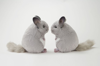 生物園オンラインショップ商品の画像